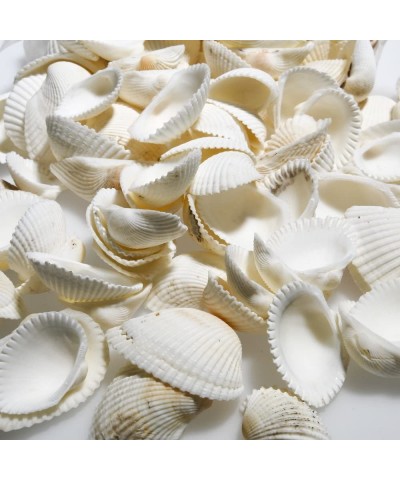 Natural Clamrose Shells (1Lb) - Crafts for Kids and Fun Home Activities $18.43 Kids' Drawing & Writing Boards