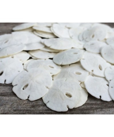 Sand Dollar | Real Natural Sand Dollars .5" - .75" (Set of 50) | Small White Sand Dollar Shells for Weddings and Craft | Seas...