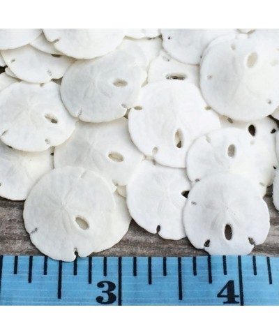 Sand Dollar | Real Natural Sand Dollars .5" - .75" (Set of 50) | Small White Sand Dollar Shells for Weddings and Craft | Seas...