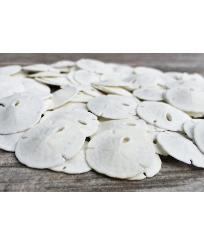 Sand Dollar | Real Natural Sand Dollars .5" - .75" (Set of 50) | Small White Sand Dollar Shells for Weddings and Craft | Seas...