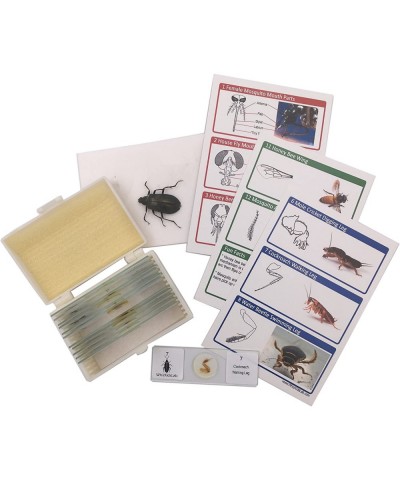 12 Prepared Insect Bug Parts Microscope Slides Set Real Beetle Specimen Postcards STEM Science Kit $37.91 Educational Science...