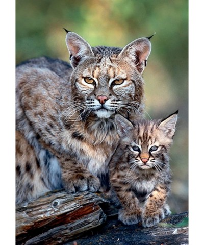 Bobcat USA - Nature Limited Edition Mothercare 1000 Pieces Jigsaw - Puzzle $39.99 Jigsaw Puzzles