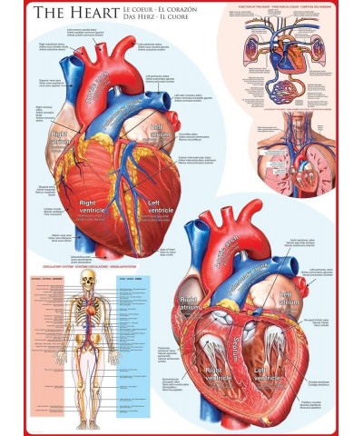 Human Body (The Heart) Puzzle (1000-Piece) Blue $32.99 Jigsaw Puzzles